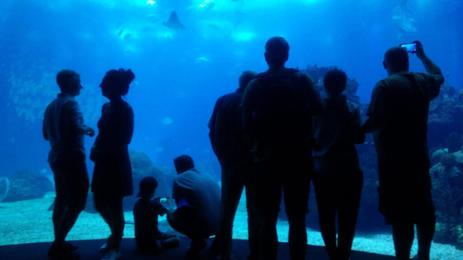 oceanarium wrocław cennik